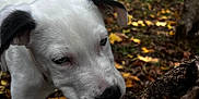 Hayko a rejoint le concours — aidez-le/la à gagner de superbes lots ! puppy, dog, white_dog, black_ears, tree_trunk, autumn, fallen_leaves, outdoor, nature, grass, stone_wall, close_up, curious, canine, young_dog, forest_floor, daylight, pet, animal, sniffing
