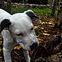 puppy, dog, white_dog, black_ears, tree_trunk, autumn, fallen_leaves, outdoor, nature, grass, stone_wall, close_up, curious, canine, young_dog, forest_floor, daylight, pet, animal, sniffing