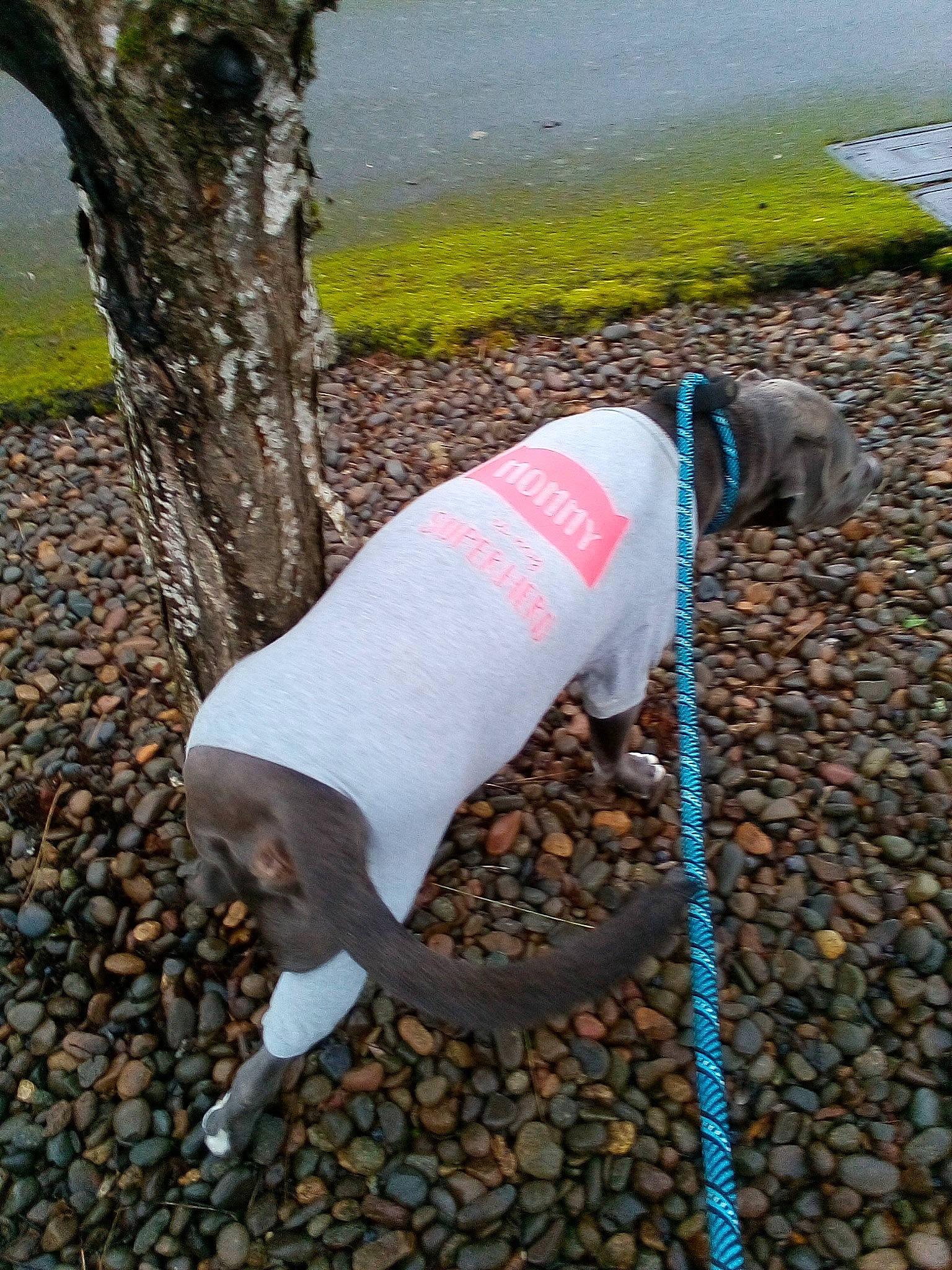 Buddha joined the competition — help win amazing prizes! asphalt, carnivore, collar, companion_dog, dog, dog_breed, dog_supply, electric_blue, fawn, grass, human_leg, pet_supply, plant, road_surface, sidewalk, snout, sporting_group, tail, tree, water