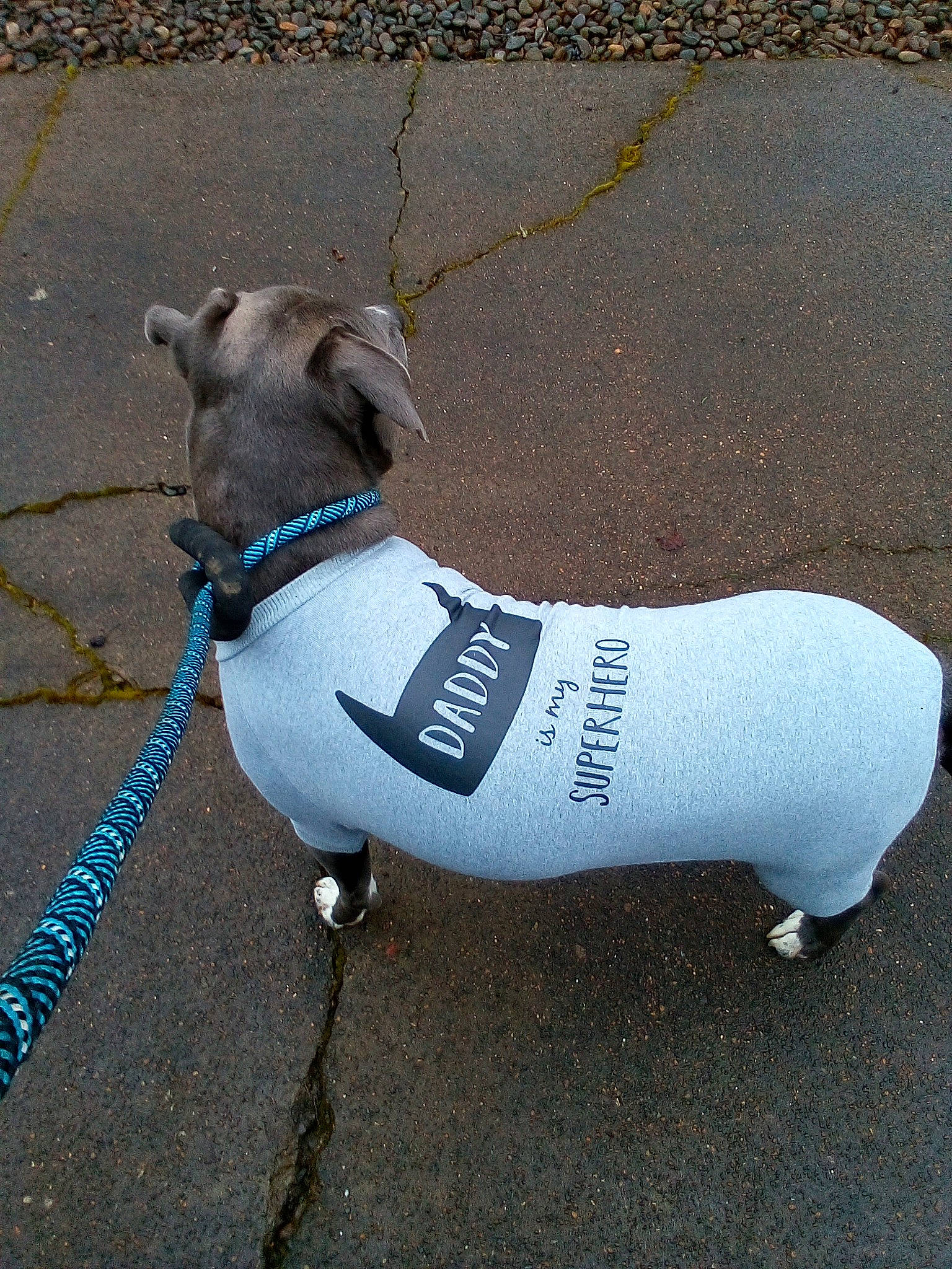 Buddha is registered to the contest to win money with this photo: canidae, carnivore, collar, companion_dog, dog, dog_breed, dog_clothes, dog_collar, dog_supply, fashion_accessory, fawn, grey, leash, pet_supply, rampur_greyhound, road_surface, sidewalk, snout, tail, working_animal