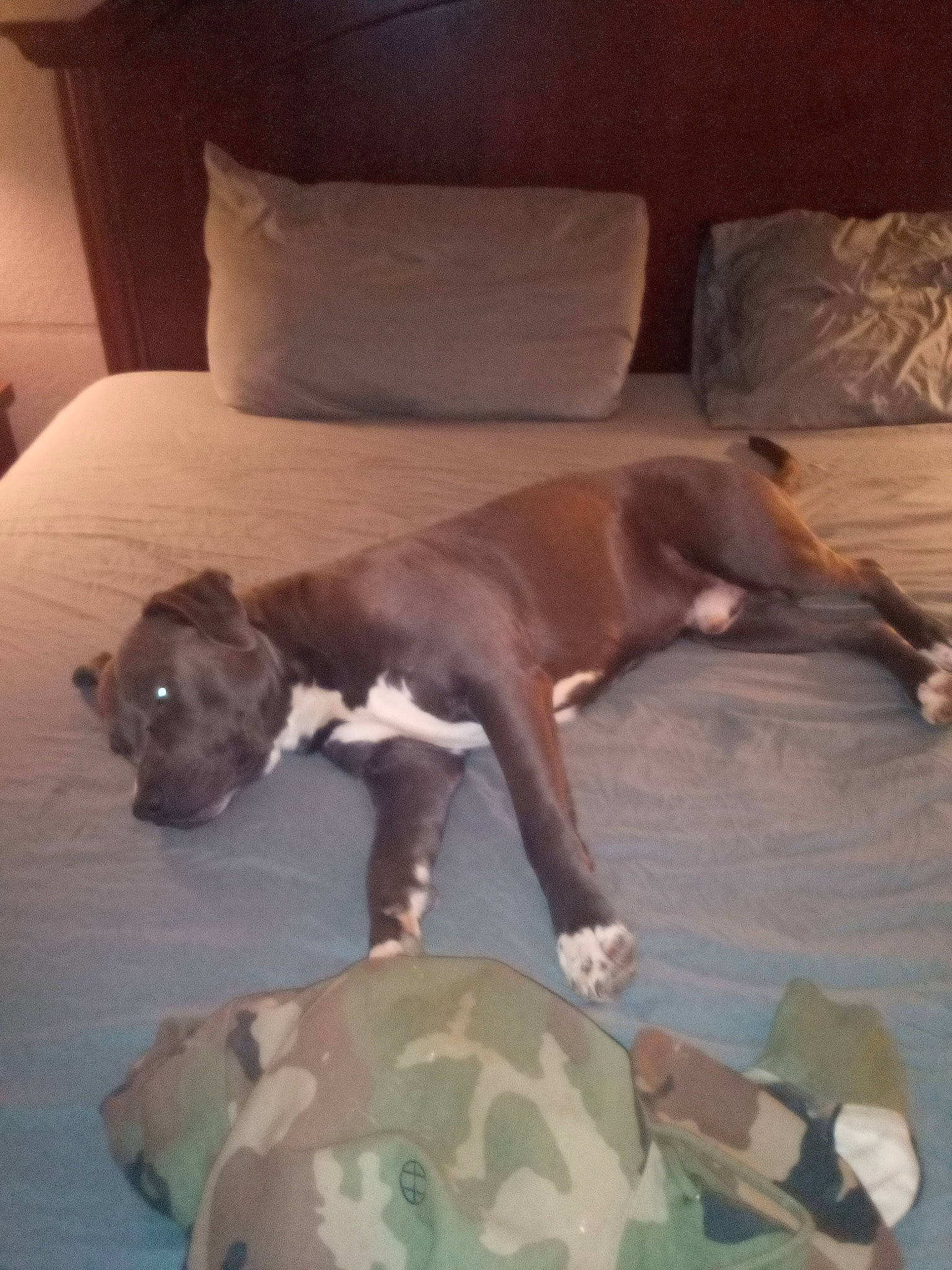 Buddha joined the competition — help win amazing prizes! brown, camouflage, carnivore, comfort, companion_dog, dog, dog_breed, fawn, floor, flooring, furniture, hardwood, liver, military_camouflage, room, snout, sporting_group, tail, wood, working_animal