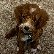 Coco is registered to the contest to win money with this photo: puppy, dog, brown, white_markings, fur, pet, animal, cute, carpet, indoor, collar, tag, sitting, looking_up, small_dog, fluffy, young, canine, adorable, companion