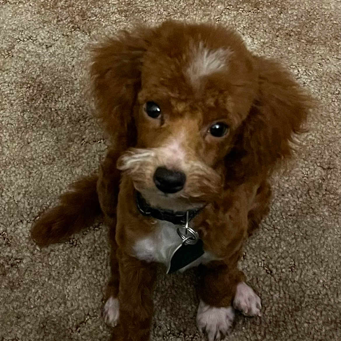 Coco