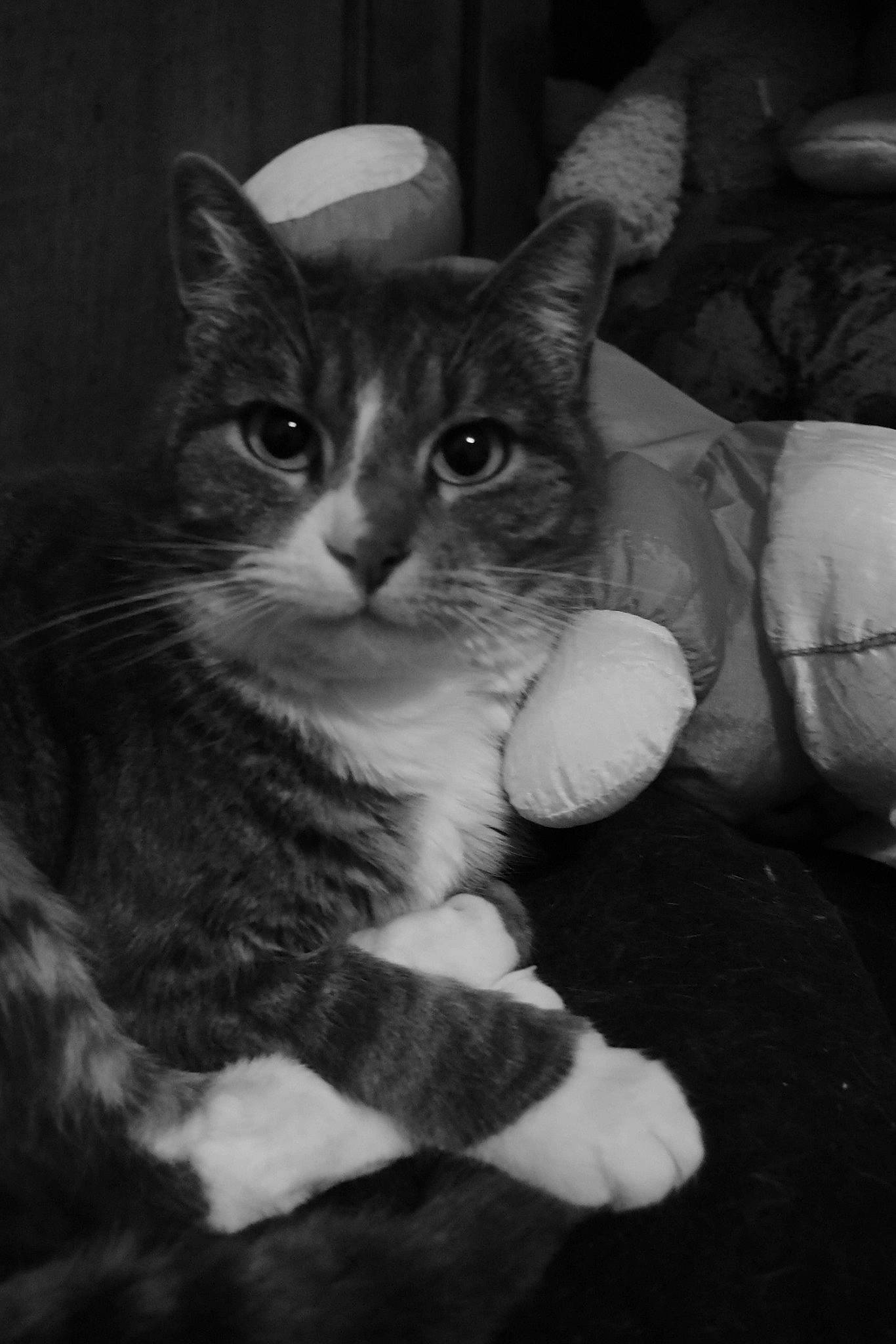 Manou a rejoint le concours — aidez-le/la à gagner de superbes lots ! black_and_white, carnivore, cat, comfort, darkness, domestic_short_haired_cat, ear, eye, felidae, fur, gesture, human_leg, monochrome, monochrome_photography, paw, sitting, small_to_medium_sized_cats, snout, style, whiskers