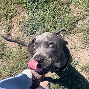 Ozzy is registered to the contest to win money with this photo: dog, puppy, grass, outdoor, blue_eyes, tongue_out, pet, playing, person, footwear, slippers, jeans, sunlight, shadow, cute, animal, looking_up, closeup, happy, young_dog