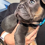 Romeo is registered to the contest to win money with this photo: puppy, dog, close_up, pet, animal, fur, collar, blue_collar, hand, person, watch, black_shirt, outdoor, sunlight, cute, young, small, mammal, looking_away, portrait