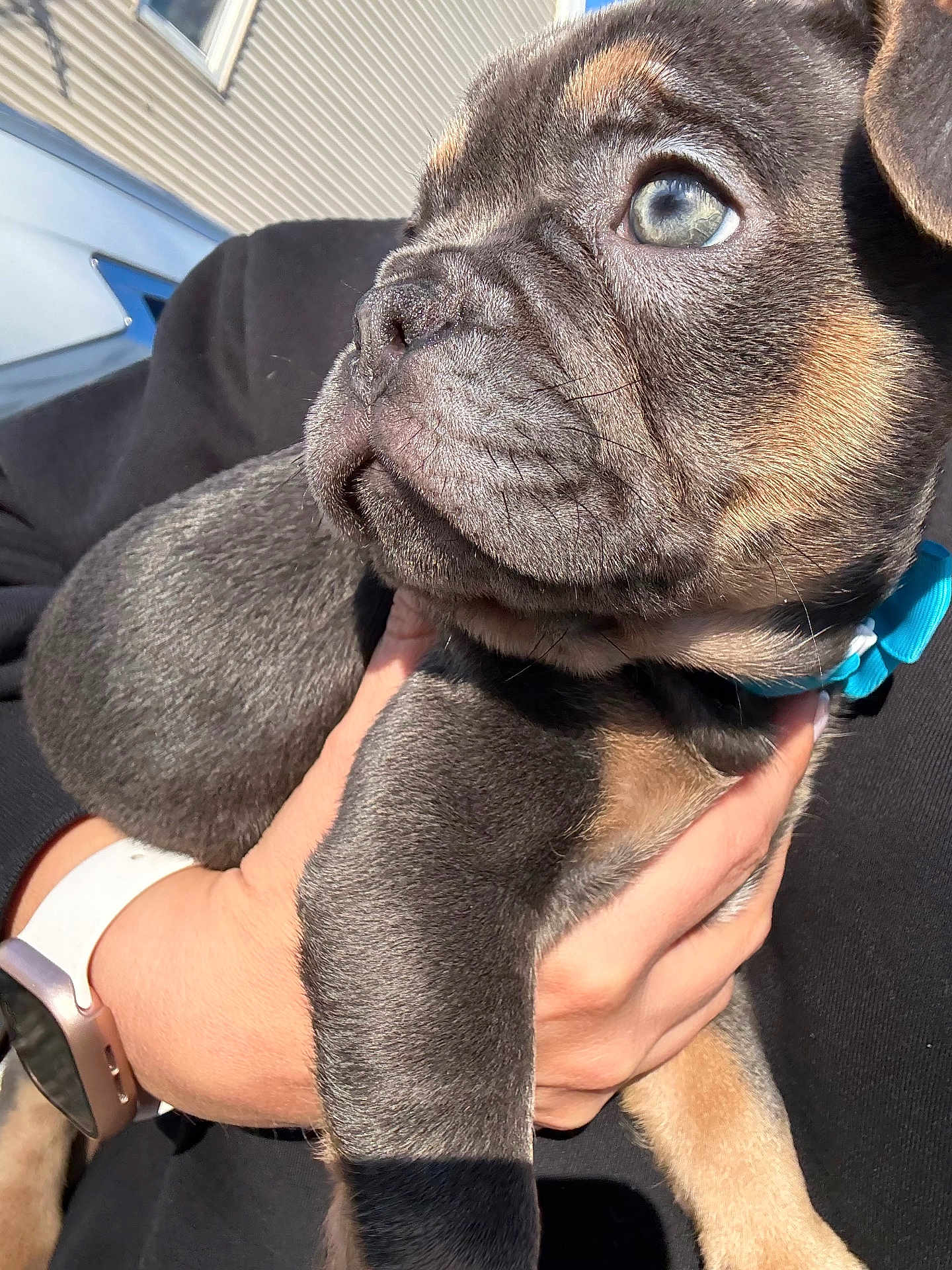 Romeo is registered to the contest to win money with this photo: puppy, dog, close_up, pet, animal, fur, collar, blue_collar, hand, person, watch, black_shirt, outdoor, sunlight, cute, young, small, mammal, looking_away, portrait