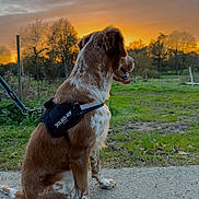 Usko a rejoint le concours — aidez-le/la à gagner de superbes lots ! accessories, animal, beagle, canine, cockerspaniel, dog, field, goldenretriever, grass, grassland, hound, leash, nature, outdoors, pet, plant, policedog, puppy, strap, terrier