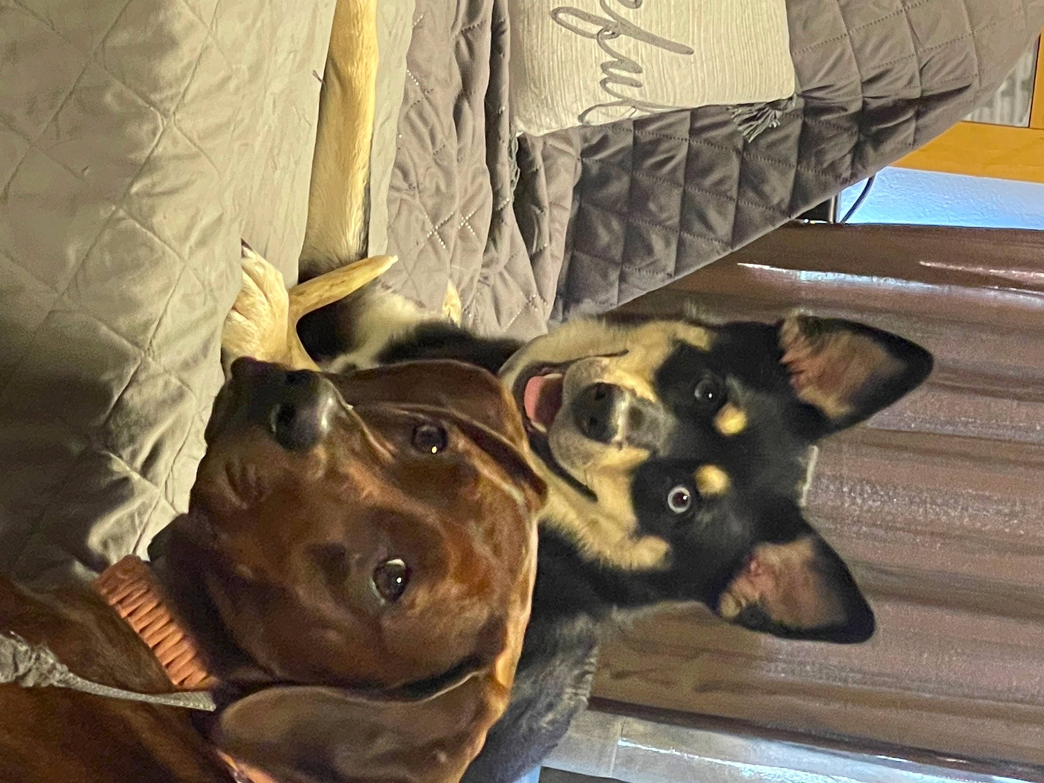 Iris joined the competition — help win amazing prizes! canidae, carnivore, comfort, companion_dog, couch, dog, dog_breed, fawn, fur, guard_dog, linens, puppy, snout, sporting_group, toy_dog, whiskers, wood, working_animal, working_dog