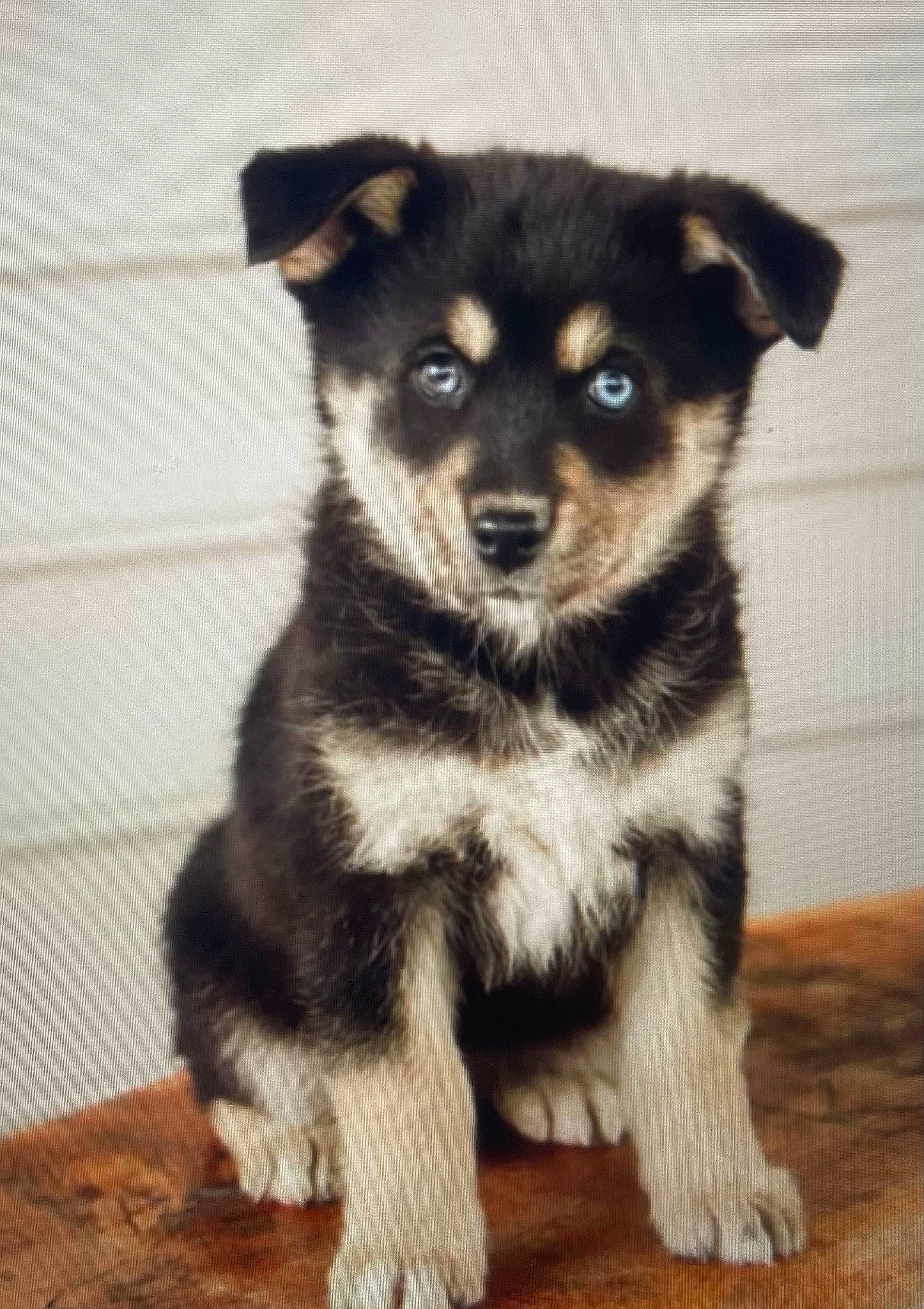 Iris is registered to the contest to win money with this photo: ancient_dog_breeds, canidae, carnivore, companion_dog, dog, dog_breed, fur, hardwood, puppy, snout, sporting_group, terrestrial_animal, toy_dog, whiskers, working_animal, working_dog