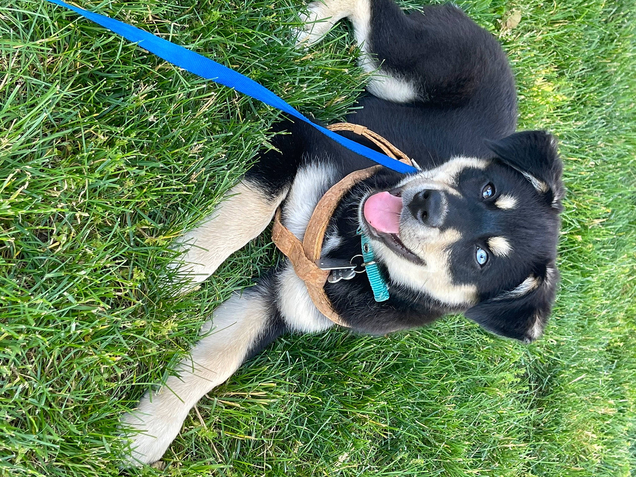 Iris is registered to the contest to win money with this photo: canidae, carnivore, collar, companion_dog, dog, dog_breed, dog_collar, dog_supply, fashion_accessory, grass, herding_dog, leash, paw, pet_supply, plant, snout, sporting_group, tail, working_animal, working_dog