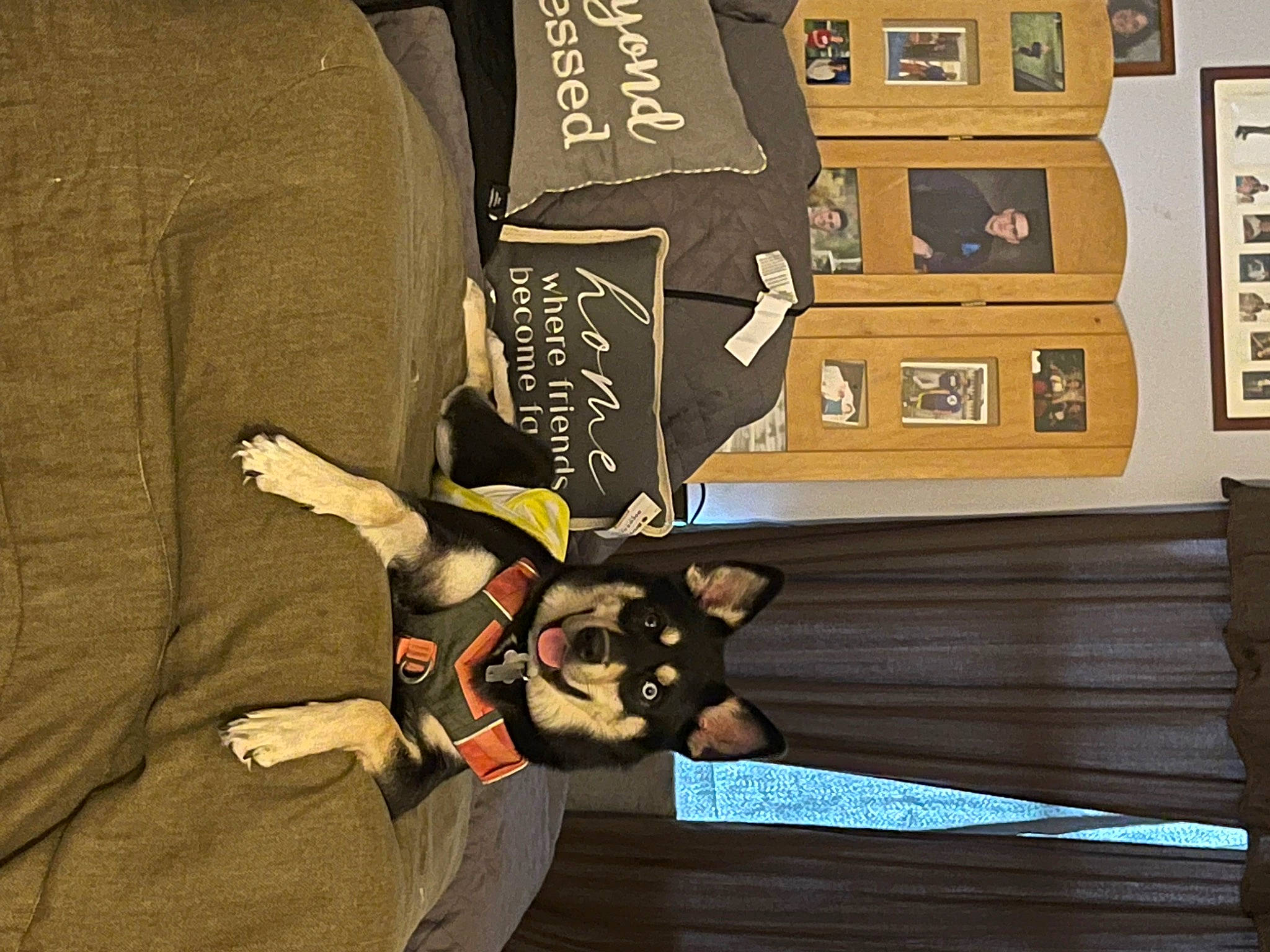 Iris is registered to the contest to win money with this photo: animation, art, carnivore, companion_dog, dog, dog_breed, fawn, fictional_character, font, games, guard_dog, hardwood, illustration, pc_game, room, shelf, toy_dog, visual_arts, wood