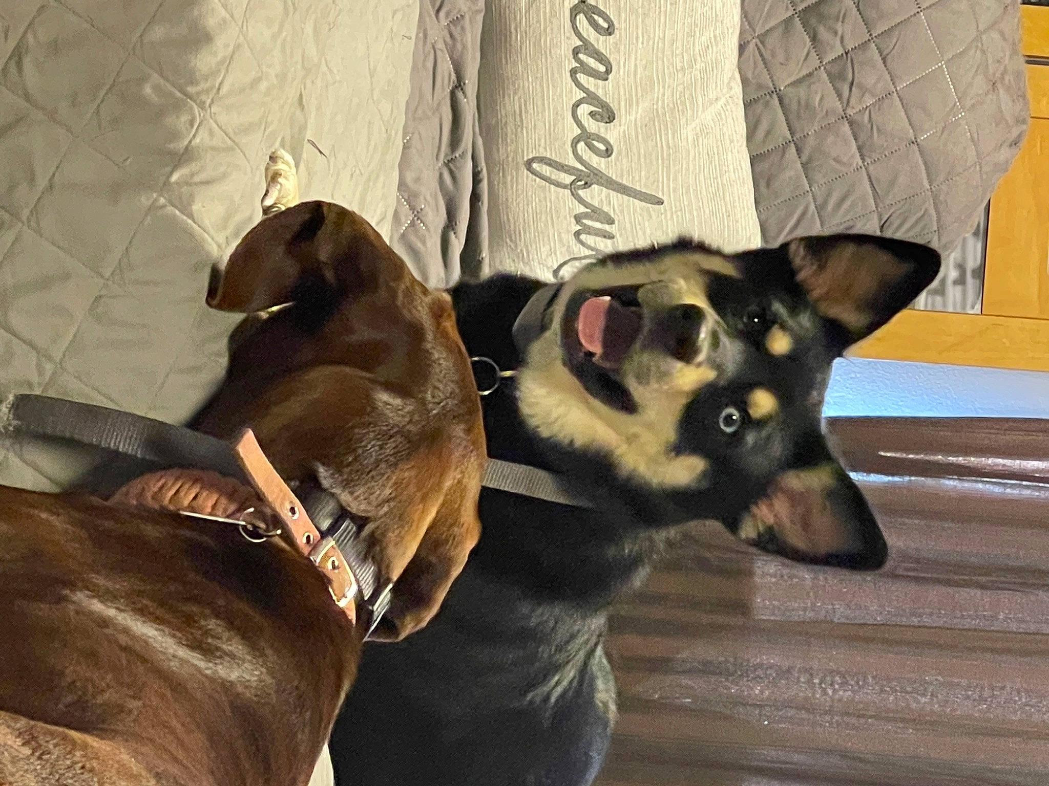 Iris is registered to the contest to win money with this photo: canidae, carnivore, collar, companion_dog, dog, dog_breed, dog_collar, dog_supply, ear, fawn, fur, grey, leash, liver, pet_supply, snout, sporting_group, whiskers, working_animal, working_dog