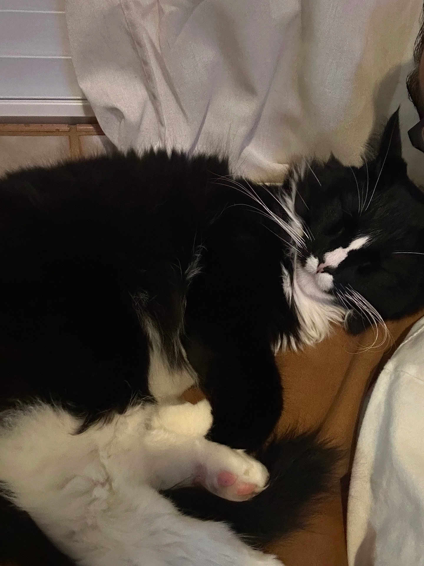 Mittens joined the competition — help win amazing prizes! cat, black_and_white, sleeping, fluffy, pet, indoor, cozy, relaxed, animal, fur, whiskers, paw, cute, domestic_cat, resting, feline, closeup, soft, blanket, comfort