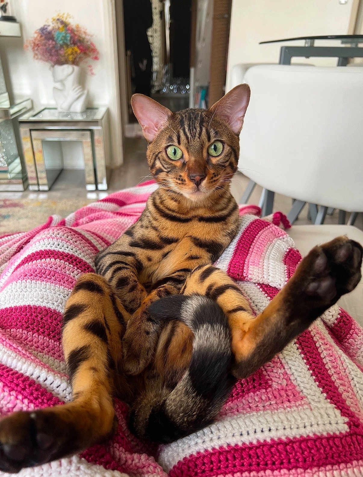 Kairo is registered to the contest to win money with this photo: bengal_cat, cat, pet, indoor, blanket, crocheted_blanket, pink, white, furniture, table, chair, green_eyes, relaxed, posing, tail, legs, ears, living_room, decor, flower_vase