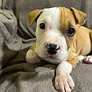 Myla participe au concours pour gagner de l'argent avec cette photo : puppy, dog, cute, pet, animal, closeup, face, nose, paw, blanket, soft, fur, brown, white, indoor, young, adorable, lying_down, looking, expression