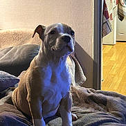 Myla a rejoint le concours — aidez-le/la à gagner de superbes lots ! animal, blanket, brown, canine, cozy, cute, dog, floor, fur, furniture, home, indoor, light, pet, portrait, puppy, shadow, sitting, wall, white