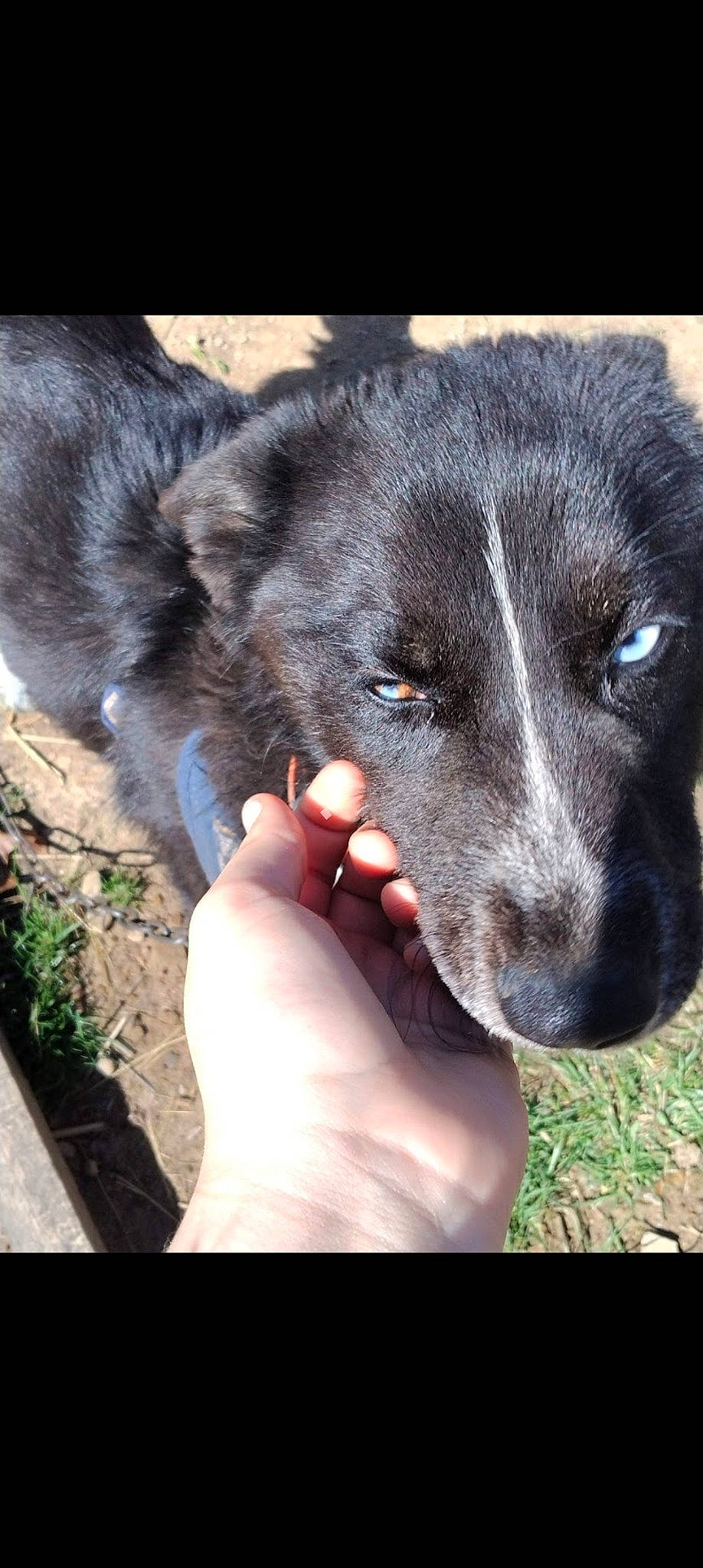 Fluff joined the competition — help win amazing prizes! borador, canidae, carnivore, claw, companion_dog, dog, dog_breed, foot, fur, grass, herding_dog, paw, sporting_group, terrestrial_animal, whiskers, working_animal, working_dog