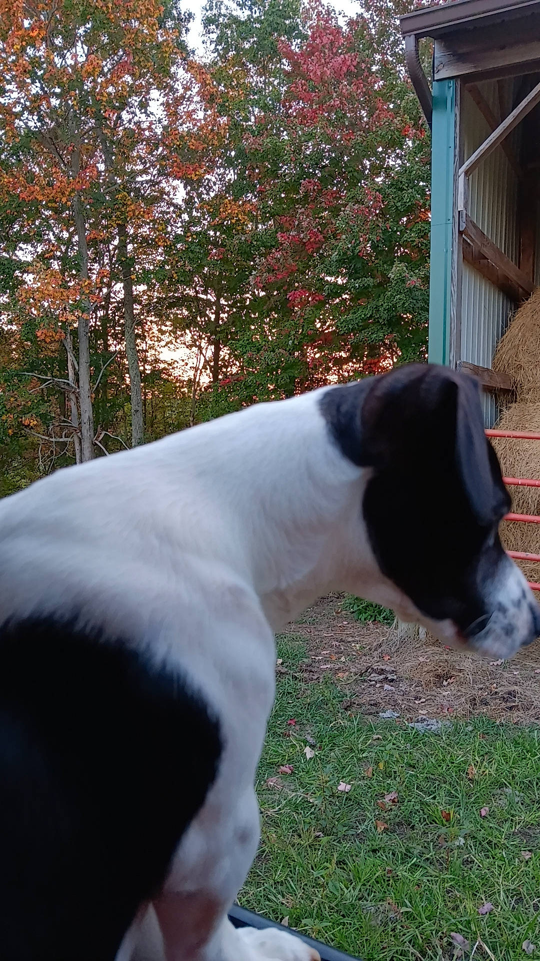 Gus is registered to the contest to win money with this photo: building, carnivore, collar, companion_dog, dog, dog_breed, fawn, grass, livestock, plant, sky, snout, sporting_group, tail, terrestrial_animal, tints_and_shades, tree, whiskers, window, working_animal