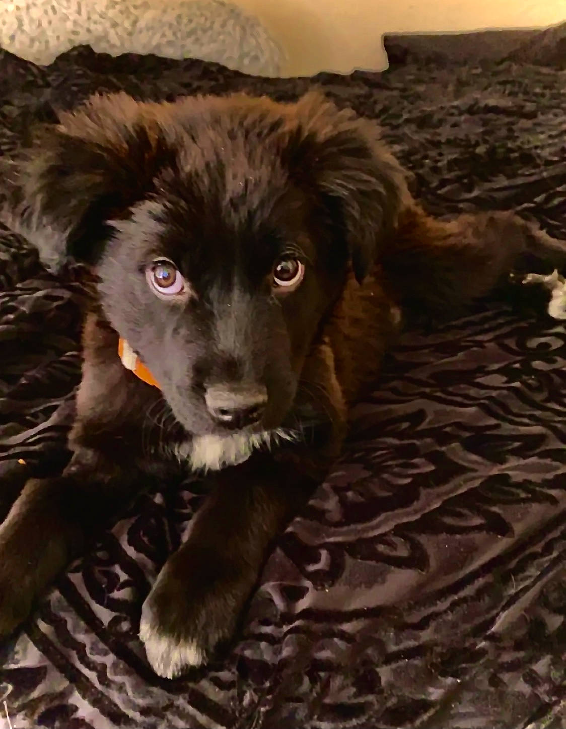 Benito is registered to the contest to win money with this photo: borador, border_collie, canidae, carnivore, companion_dog, dog, dog_breed, fang, fur, hunting_dog, liver, ocean, plant, sporting_group, terrestrial_animal, whiskers, wind_wave, wood, working_animal, working_dog