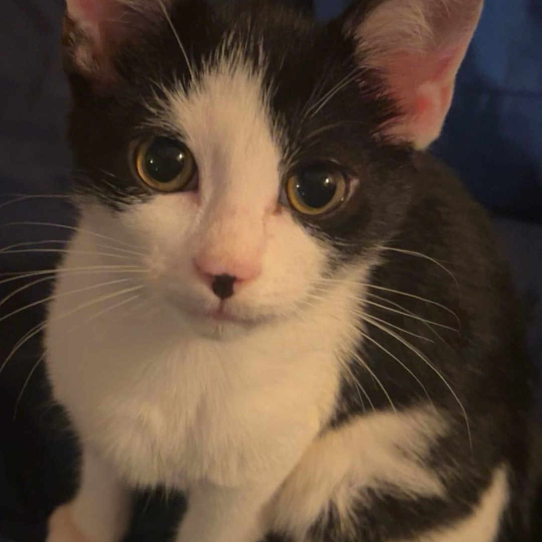 Kitler joined the competition — help win amazing prizes! abyssinian, accessories, angora, animal, brasssection, cat, computerhardware, electronics, formalwear, hardware, horn, kitten, manx, monitor, musicalinstrument, pet, screen, snout, text, tie