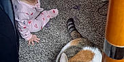 Nita joined the competition — help win amazing prizes! animal, baby, calico_cat, carpet, cat, child, cozy, curious, curtains, domestic, floor, furniture_leg, home, indoor, looking_up, pajamas, person, pet, wide_eyes, young_child