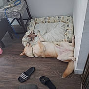 Summer is registered to the contest to win money with this photo: dog, pet_bed, floor, slippers, dog_toy, dog_collar, wooden_floor, wall, chair, table, pet_bowl, food, leash, resting, indoor, relaxed, furniture, home, corner, sleeping