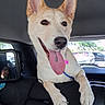 Summer is registered to the contest to win money with this photo: dog, car, backseat, tongue_out, happy, ears, pet, animal, inside, window, baby, car_seat, sleeping, reflection, seat, resting, domestic_animal, canine, transportation, travel