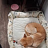 Summer joined the competition — help win amazing prizes! dog, bed, curled_up, brown_dog, wooden_floor, dog_bed, pink_bowl, chair, tablecloth, indoor, resting, pet, collar, toy, floor, furniture, sleeping, cozy, home, quiet