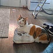 Zoey is registered to the contest to win money with this photo: cat, calico_cat, shoe, sneaker, indoor, wooden_floor, rug, footwear, nike_shoes, curious, pet, animal, domestic, flooring, furniture, chair, table, household, looking_up, relaxed