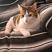 Zoey is registered to the contest to win money with this photo: cat, striped_blanket, relaxed, indoor, feline, white_paws, brown_spots, ears, whiskers, fur, resting, curious_eyes, cozy, pet, animal, home, comfort, soft_texture, striped_pattern, closeup