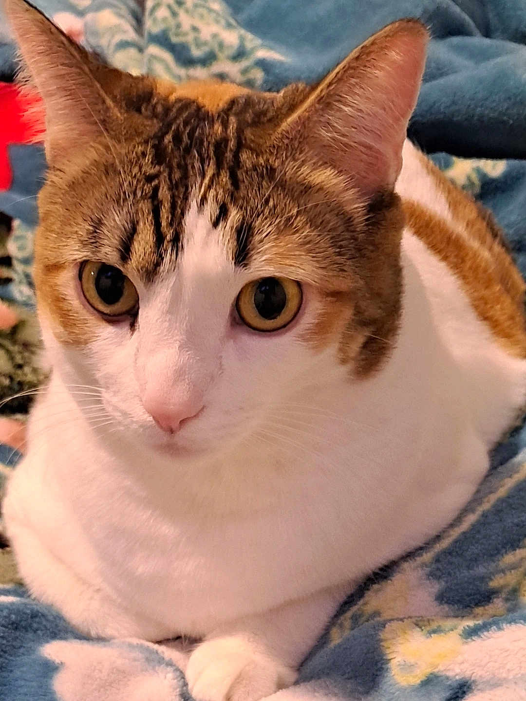 Zoey joined the competition — help win amazing prizes! cat, close_up, pet, feline, animal, indoor, cute, whiskers, ears, eyes, fur, resting, blanket, cozy, comfort, domestic_animal, portrait, mammal, tabby, relaxed