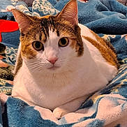 Zoey joined the competition — help win amazing prizes! bed, blanket, calico, cat, close_up, colorful_blanket, cozy, ears, eyes, feline, fur, indoor, nose, paws, pet, portrait, resting, stare, tabby, whiskers