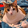 Zoey joined the competition — help win amazing prizes! bed, blanket, calico, cat, close_up, colorful_blanket, cozy, ears, eyes, feline, fur, indoor, nose, paws, pet, portrait, resting, stare, tabby, whiskers