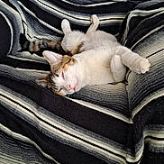 Zoey joined the competition — help win amazing prizes! blanket, cat, comfort, cozy, cute, domestic_animal, feline, fur, indoor, nap, paw, pet, relaxation, resting, sleeping, soft, striped, striped_blanket, tail, whiskers