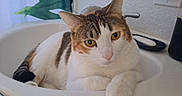 Zoey is registered to the contest to win money with this photo: animal, bathroom, brown, calico, cat, closeup, curious, domestic_cat, feline, fur, indoor, orange, paw, pet, portrait, relaxed, resting, sink, white, yellow_eyes