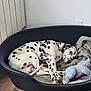 dalmatian, dog, pet, bed, blanket, plush_toy, resting, indoor, wooden_floor, black_bed, white_wall, spotted, canine, animal, sleeping, cozy, cute, domestic, companion, relaxing