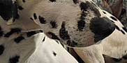 Teddy participe au concours pour gagner de l'argent avec cette photo : dalmatian, dog, pet, animal, resting, close_up, black_spots, white_fur, blanket, soft_texture, cozy, indoor, cushion, furniture, relaxed, portrait, side_view, domestic, canine, companion