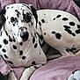 dalmatian, dog, pet, animal, black_and_white, spots, fur, blanket, purple, cozy, indoor, relaxed, canine, resting, bed, comfort, cute, domestic, close_up, portrait