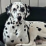 dalmatian, dog, pet_bed, black_spots, white_fur, animal, canine, indoor, resting, looking_at_camera, fur, ears, nose, paw, laying_down, domestic_animal, companion, portrait, calm, spot_pattern