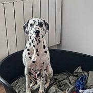 Teddy participe au concours pour gagner de l'argent avec cette photo : dalmatian, dog, pet, animal, bed, blanket, toy, indoor, floor, radiator, white_wall, sitting, looking, black_spots, canine, domestic_animal, comfort, household, flooring, portrait