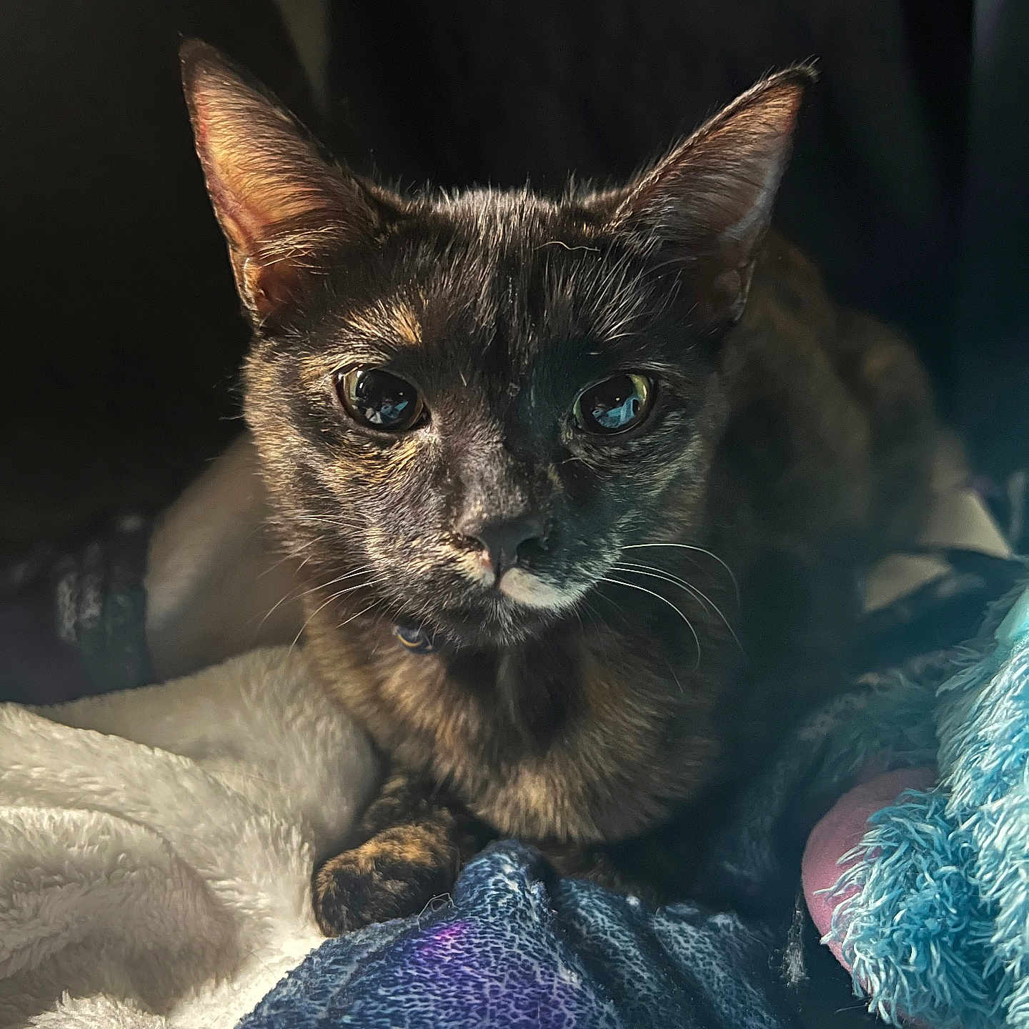 Artemis is registered to the contest to win money with this photo: abyssinian, animal, armchair, blanket, brasssection, cat, chair, couch, furniture, horn, kitten, manx, musicalinstrument, pet, quilt, siamese, towel