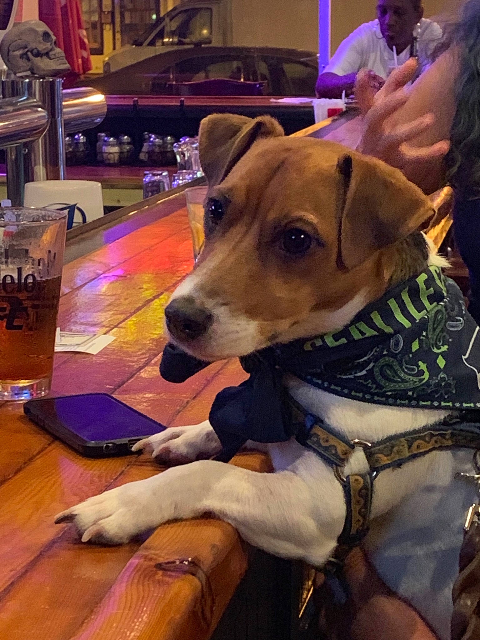 Austin is registered to the contest to win money with this photo: canidae, carnivore, companion_dog, dog, dog_breed, fawn, fox_terrier, jack_russell_terrier, russell_terrier, smooth_fox_terrier, snout