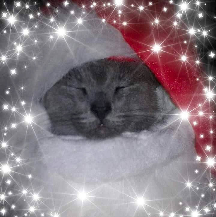 Mouche participe au concours pour gagner de l'argent avec cette photo : art, astronomical_object, atmospheric_phenomenon, carnivore, cat, circle, event, felidae, font, light, mammal, organism, plant, science, sky, small_to_medium_sized_cats, snout, space, symmetry, whiskers