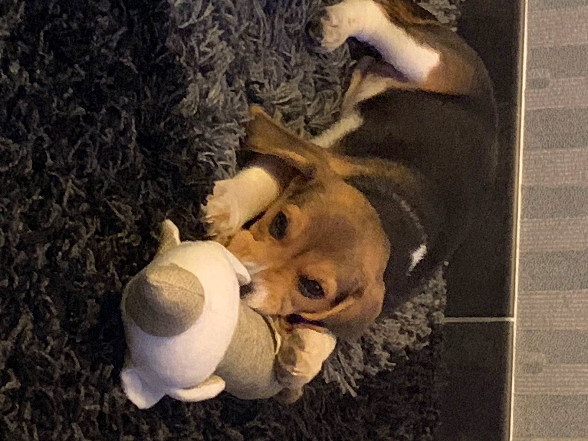 Sia a rejoint le concours — aidez-le/la à gagner de superbes lots ! art, fawn, fur, grass, happy, illustration, plush, selfie, snout, stuffed_toy, teddy_bear, toy, vintage_clothing, visual_arts, wood