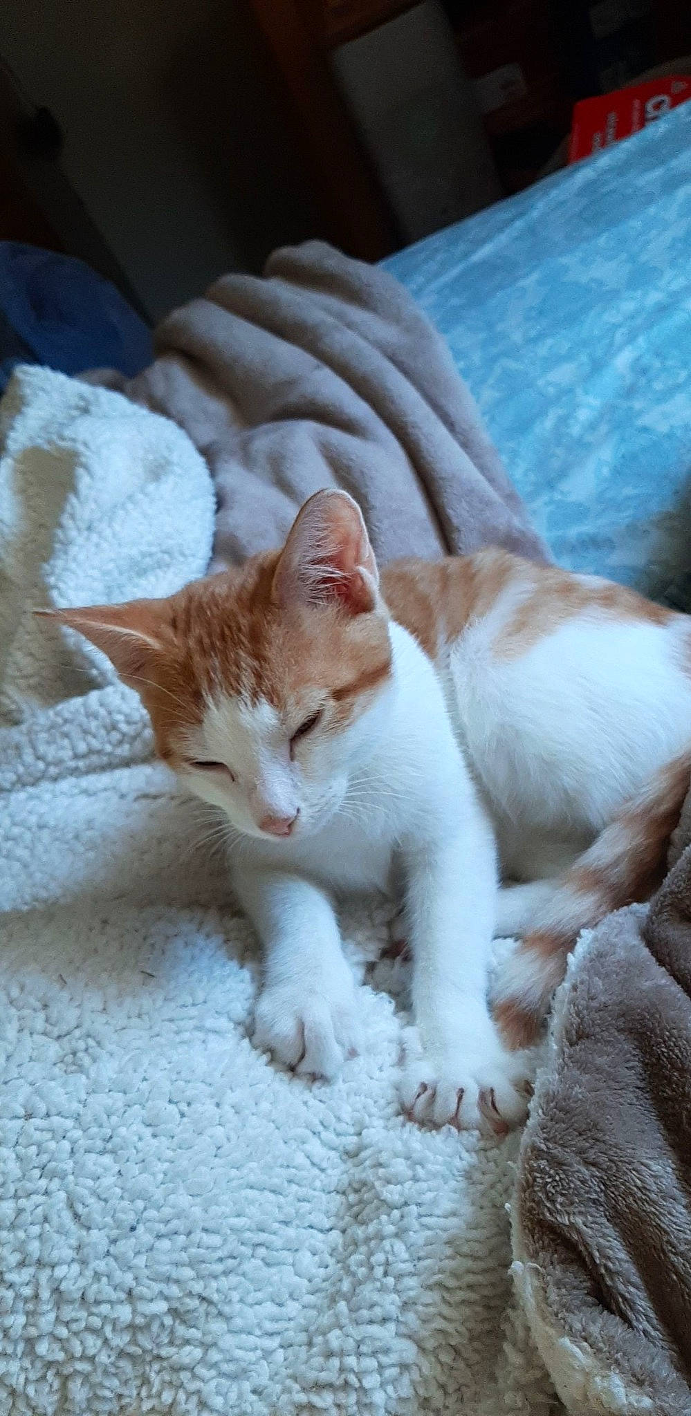 Lucien is registered to the contest to win money with this photo: carnivore, cat, claw, comfort, domestic_short_haired_cat, fawn, felidae, fur, paw, sitting, small_to_medium_sized_cats, snout, tail, terrestrial_animal, whiskers, wood