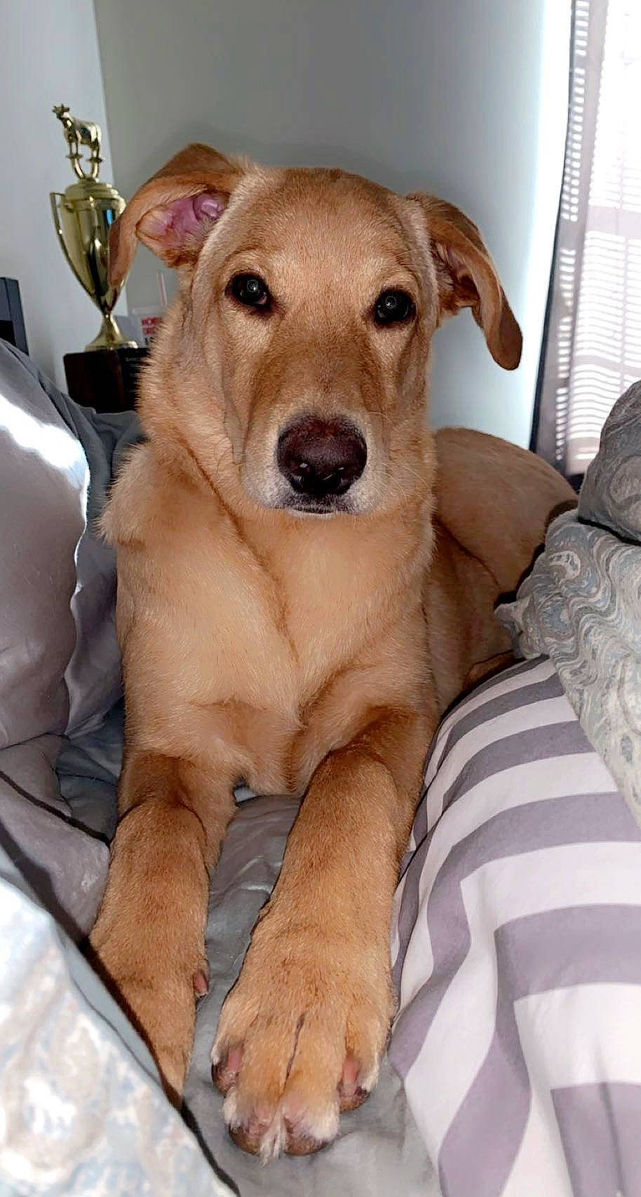 Laney is registered to the contest to win money with this photo: canidae, carnivore, collar, comfort, companion_dog, dog, dog_breed, dog_collar, dog_supply, fawn, fur, houseplant, paw, pet_supply, puppy, snout, sporting_group, whiskers, window_blind, working_animal