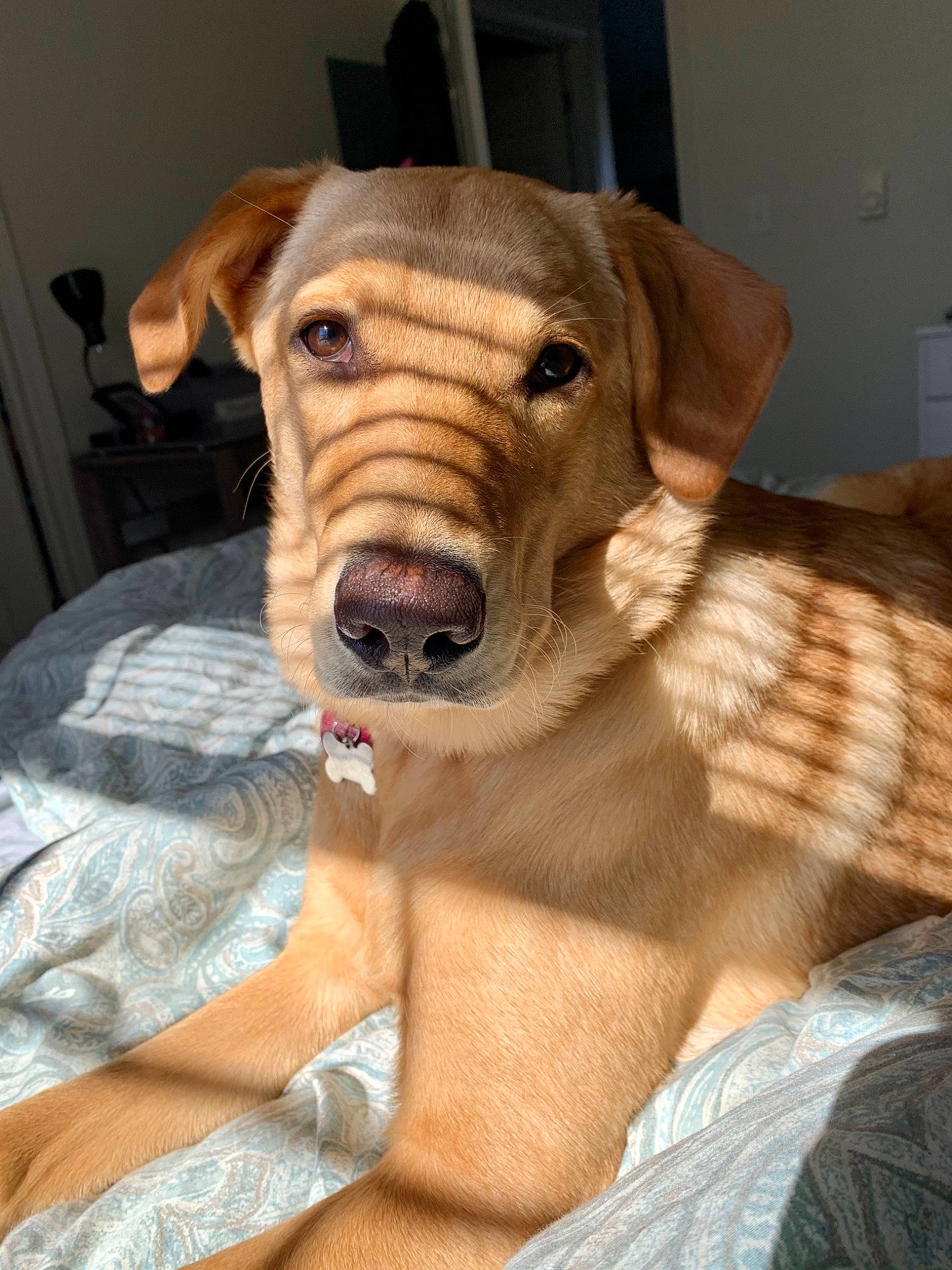 Laney joined the competition — help win amazing prizes! canidae, carnivore, collar, companion_dog, dog, dog_breed, dog_clothes, dog_collar, dog_supply, fawn, fur, guard_dog, leash, liver, snout, sporting_group, whiskers, wood, working_animal, wrinkle