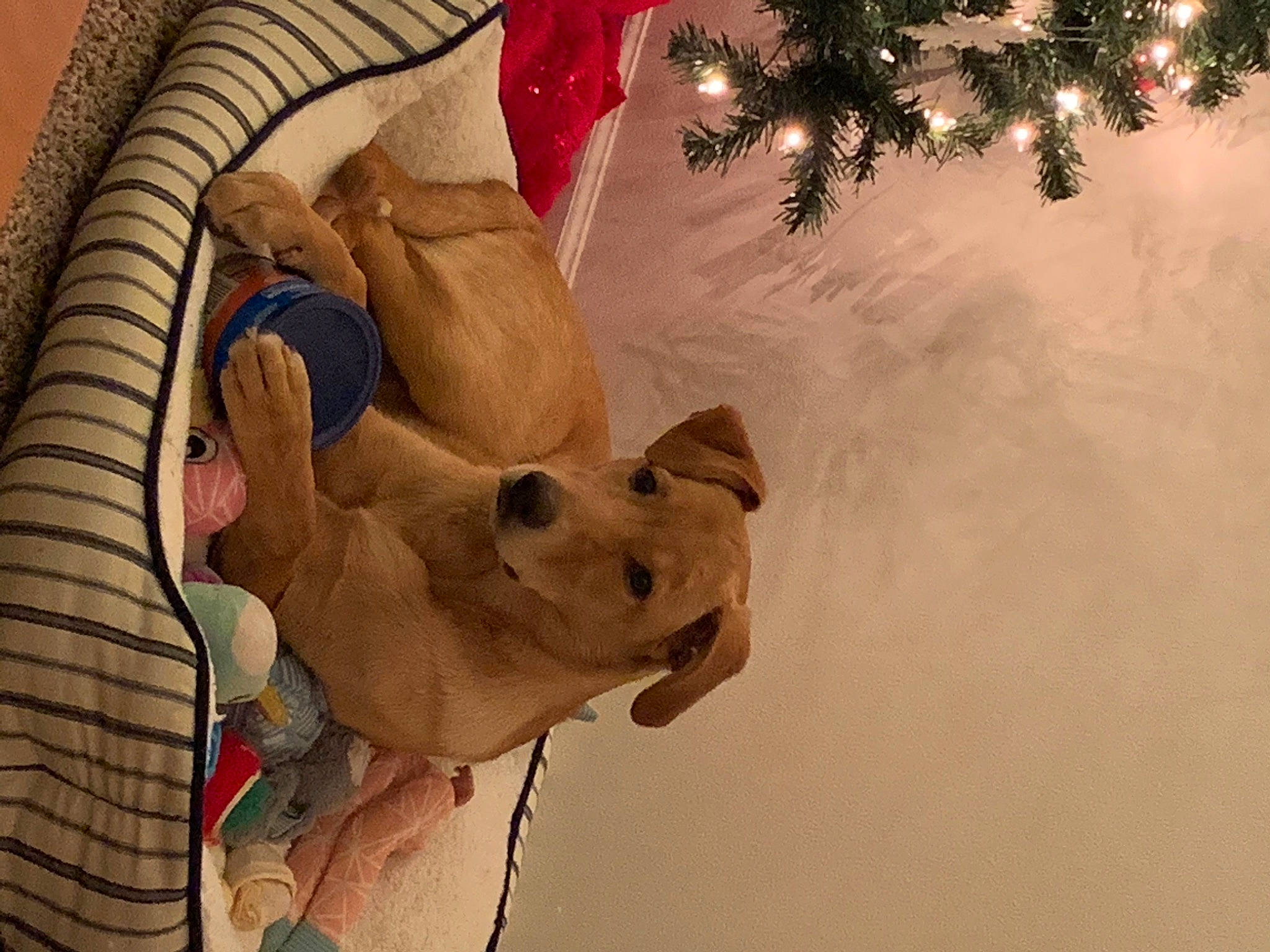 Laney is registered to the contest to win money with this photo: art, cg_artwork, christmas_decoration, christmas_tree, event, eye, fawn, felidae, fictional_character, fun, holiday, human_body, human_leg, organism, ornament, snout, terrestrial_animal, tree, twig, working_animal