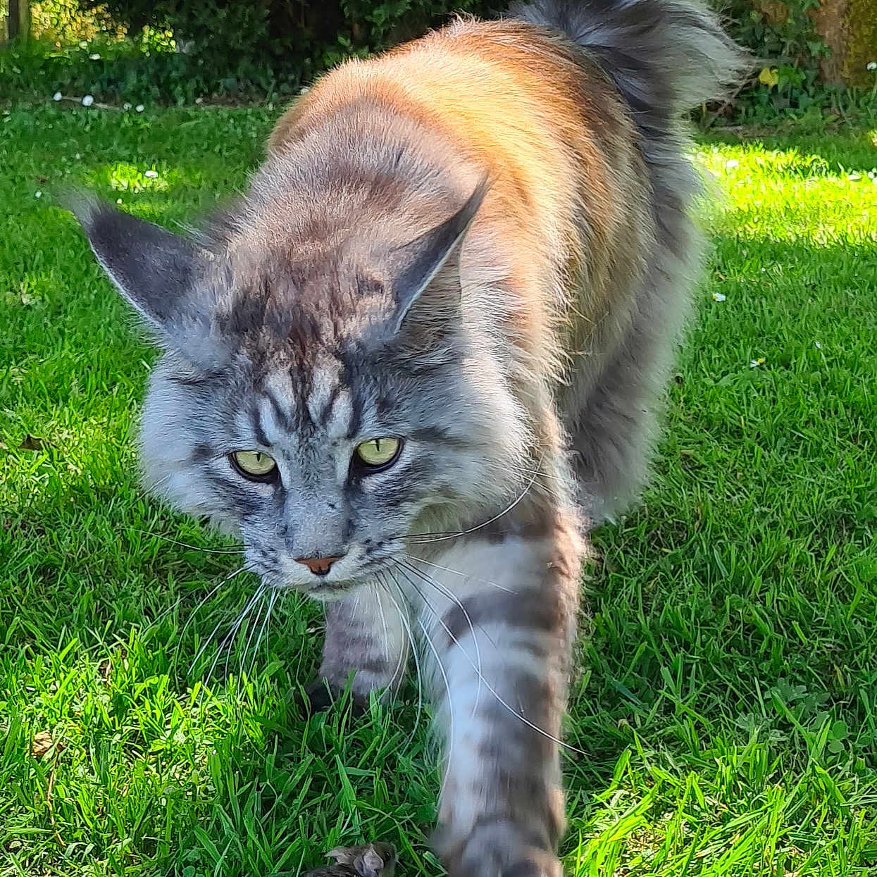 Néo a rejoint le concours — aidez-le/la à gagner de superbes lots ! animal, cat, closeup, daylight, ears, fluffy, focused, fur, grass, greenery, hunting, mammal, mouse, nature, outdoor, predator, prey, sunlight, tail, whiskers